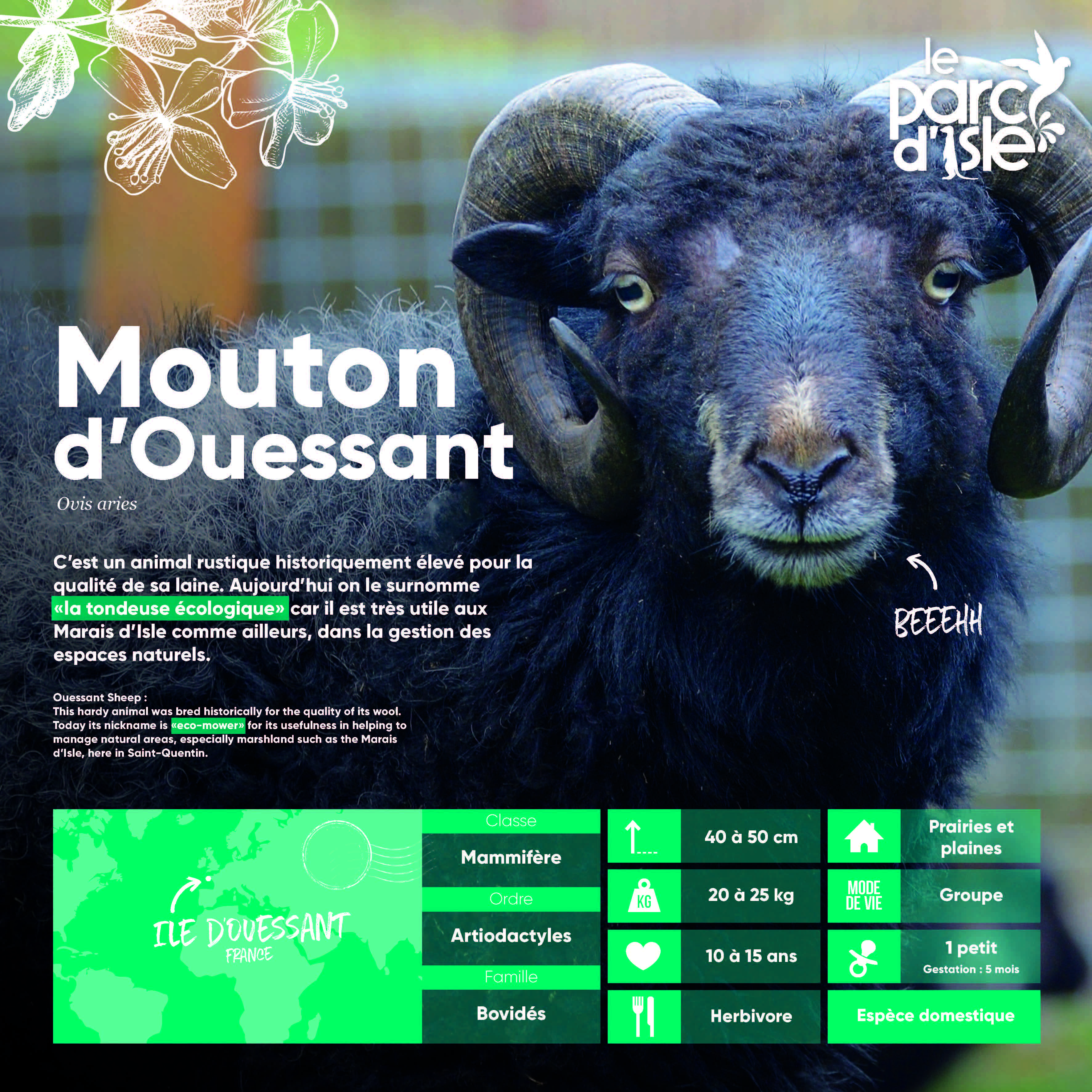 Mouton d'Ouessant - Agrandir l'image, .JPG 1,22Mo (fenêtre modale)