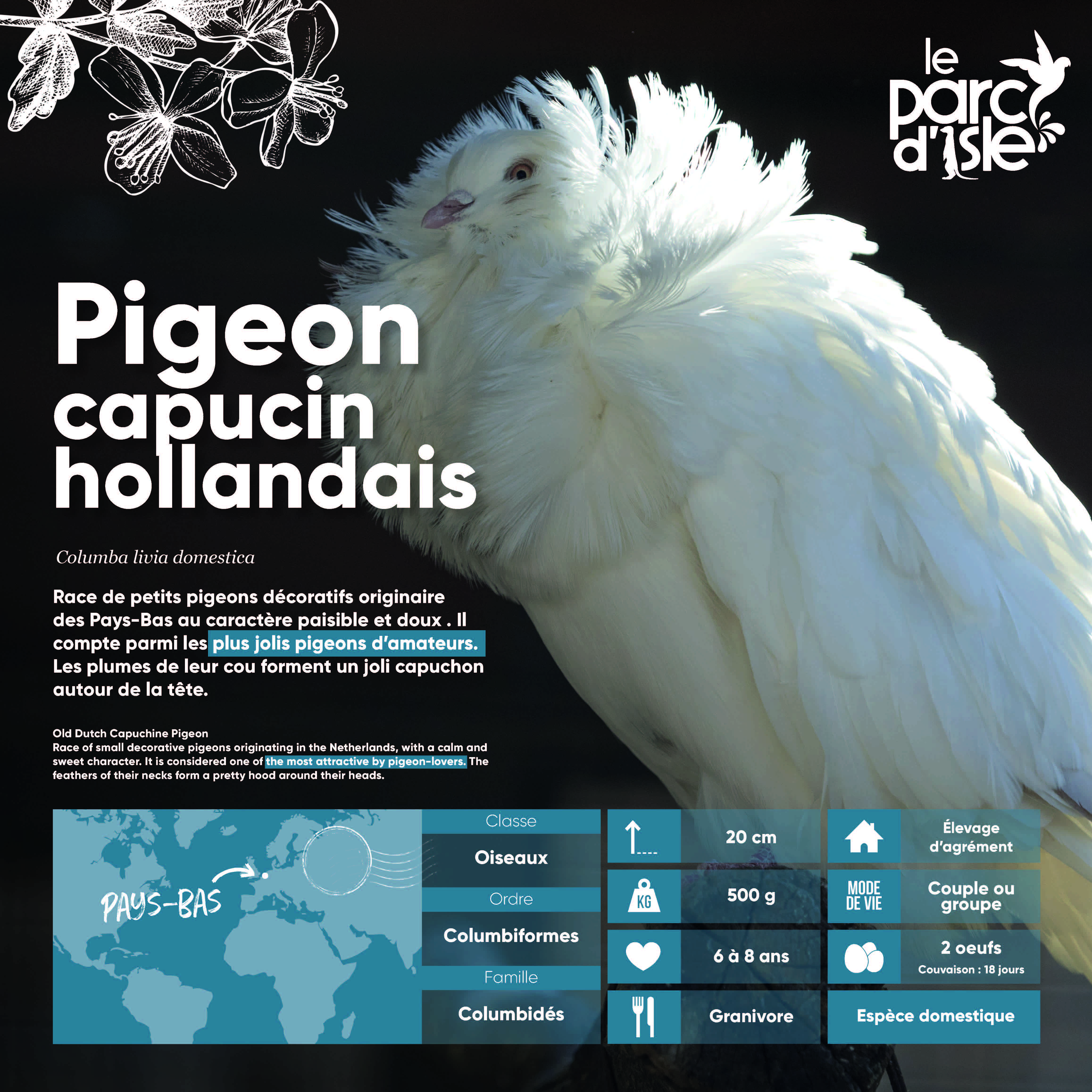 Pigeon capucin hollandais - Agrandir l'image, .JPG 1,43Mo (fenêtre modale)