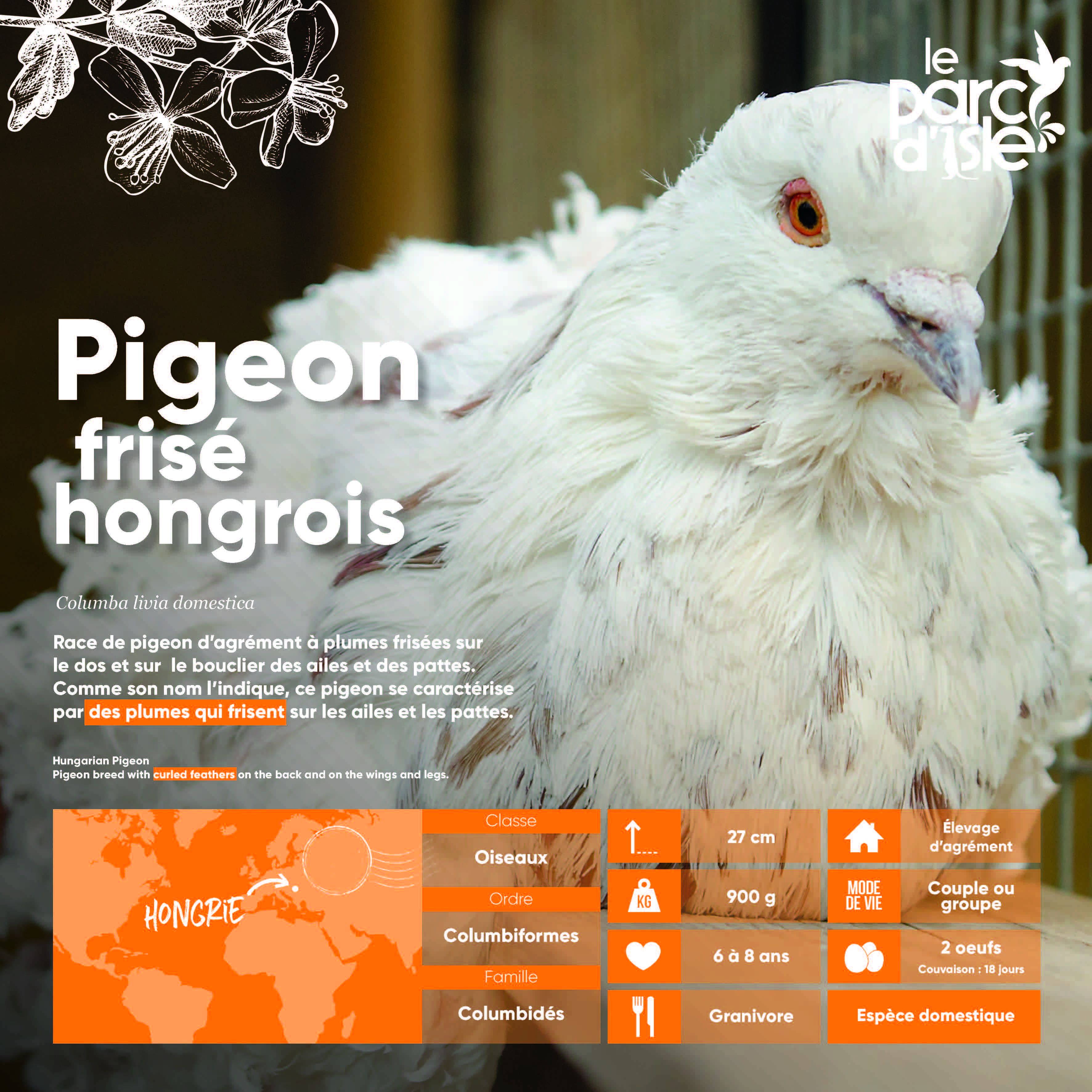 Pigeon frisé hongrois - Agrandir l'image, .JPG 816Ko (fenêtre modale)