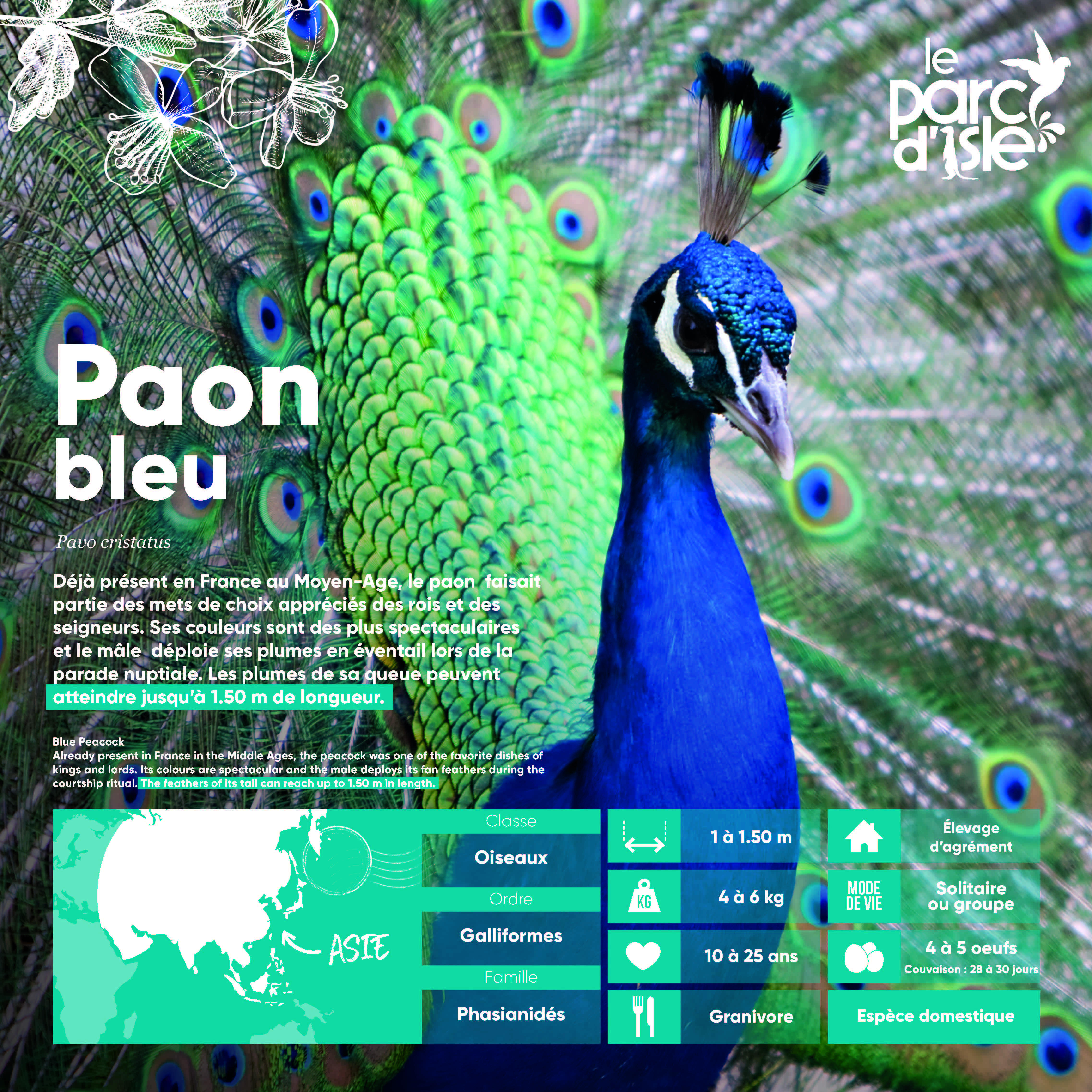 Paon bleu - Agrandir l'image, .JPG 1,74Mo (fenêtre modale)