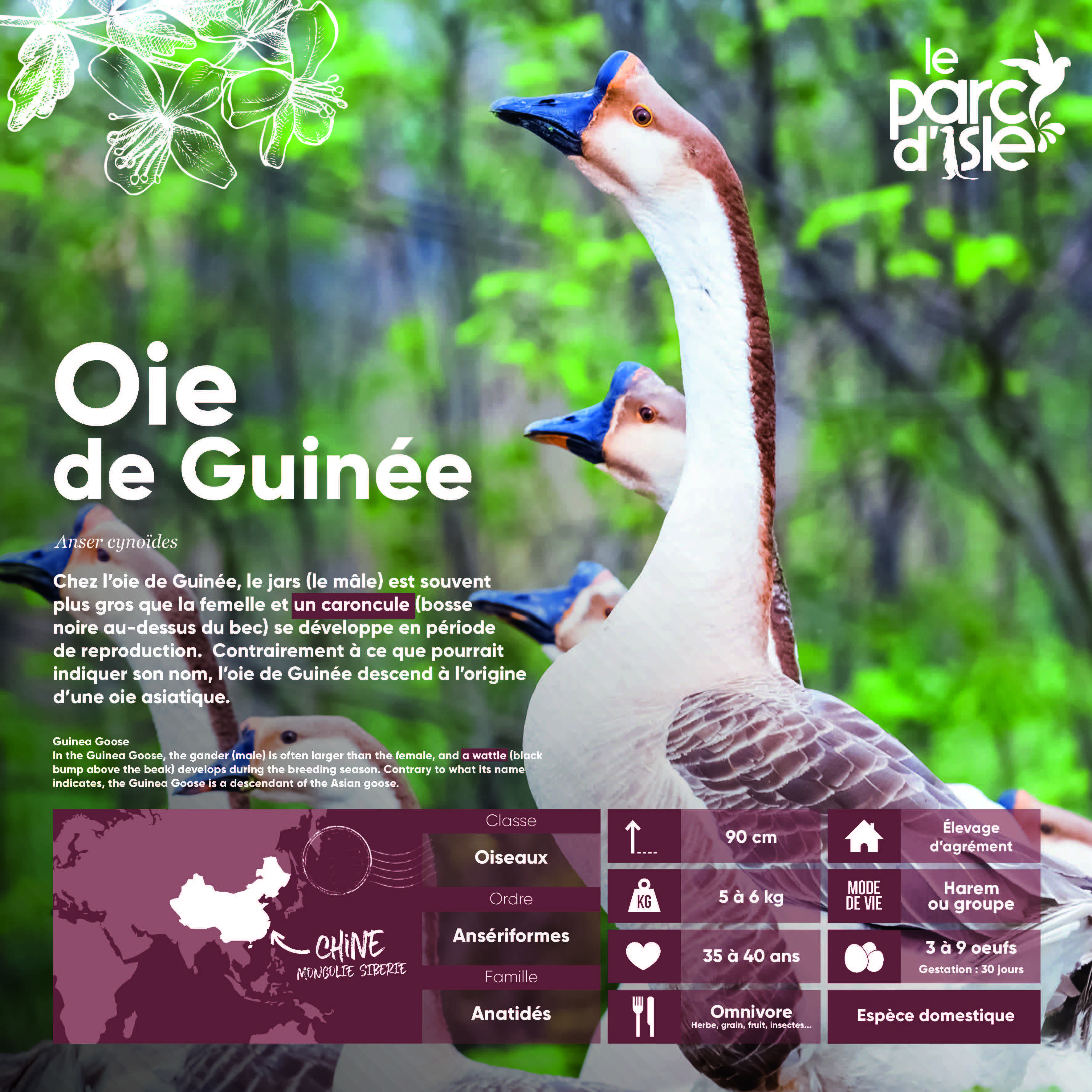 Oie de Guinée - Agrandir l'image, .JPG 880Ko (fenêtre modale)