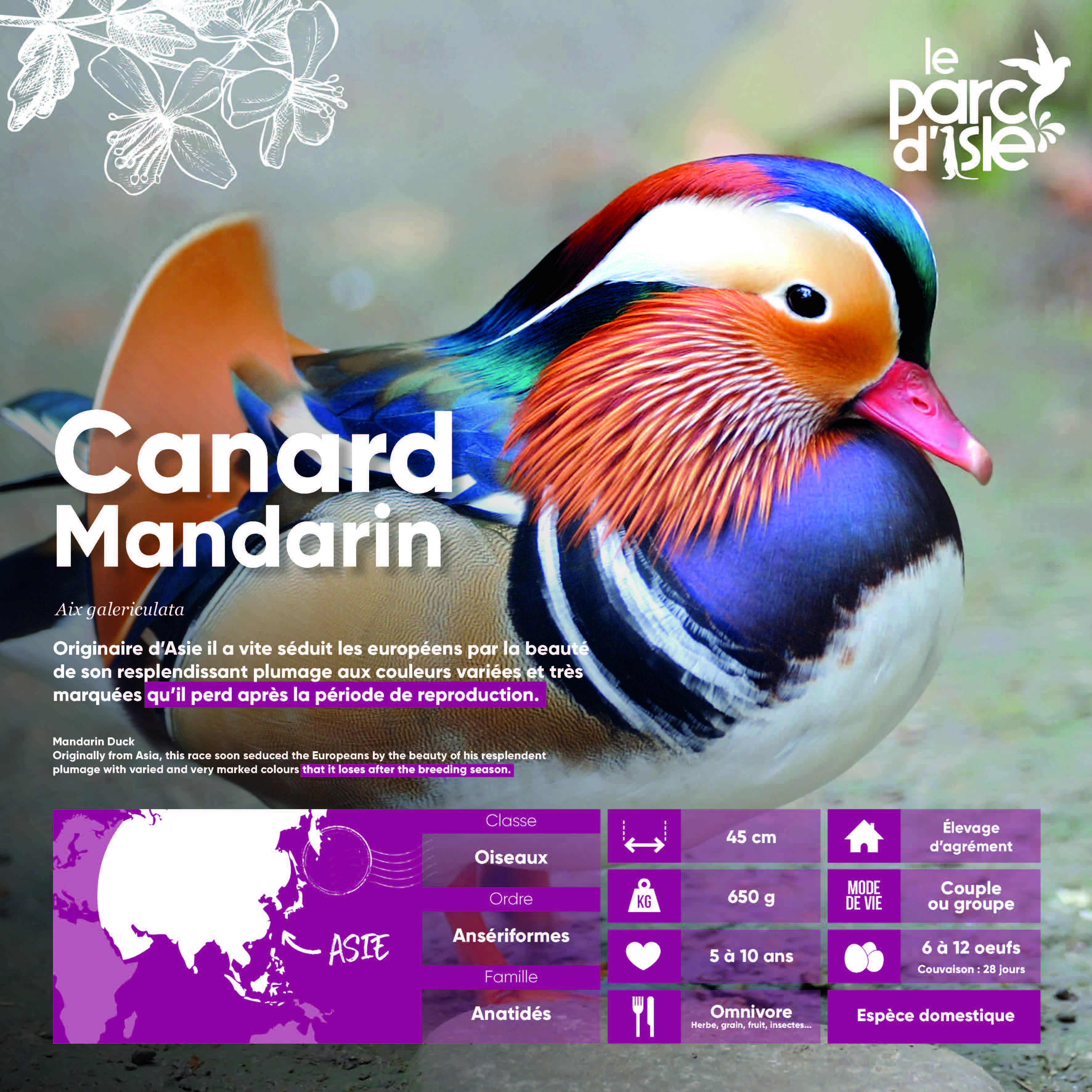 Canard mandarin - Agrandir l'image, .JPG 870Ko (fenêtre modale)